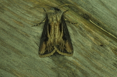 Agrotis venerabilis