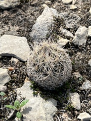Coryphantha echinus