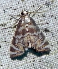 Petrophila canadensis