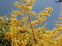 Koelreuteria paniculata
