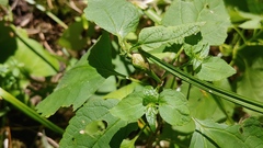 Asphondylia eupatorii