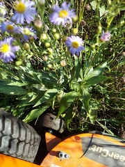 Symphyotrichum laeve