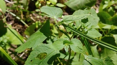 Asphondylia eupatorii