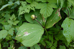 Trillium ovatum