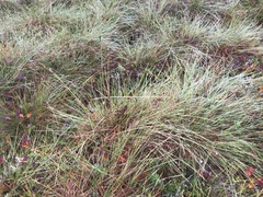 Eriophorum vaginatum