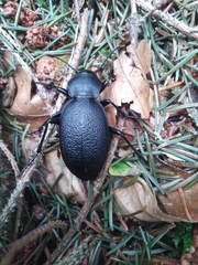 Carabus coriaceus