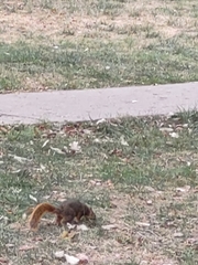 Sciurus niger