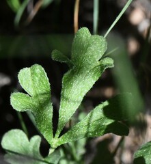 Sphaeralcea coccinea