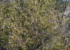 Ziziphus mucronata