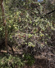 Prunus ilicifolia