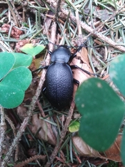 Carabus coriaceus