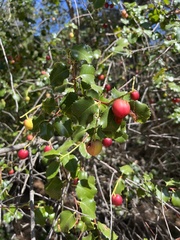 Prunus ilicifolia