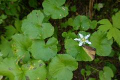 Parnassia fimbriata