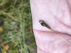 Eriophorum vaginatum