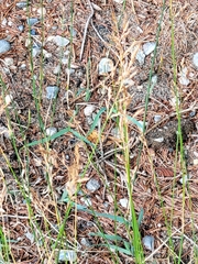Agrostis gigantea