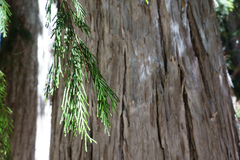 Cupressus nootkatensis