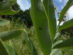 Propylea quatuordecimpunctata