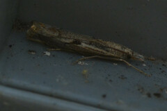 Agriphila geniculea