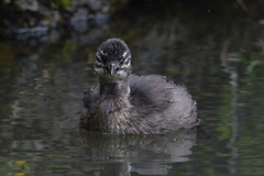 Tachybaptus dominicus