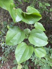Smilax rotundifolia