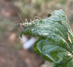 Zelus renardii