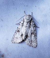 Acronicta laetifica