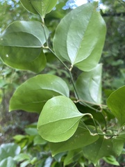 Smilax rotundifolia