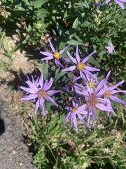Eucephalus ledophyllus