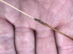 Eriophorum vaginatum