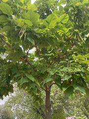 Catalpa