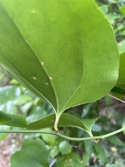 Smilax rotundifolia