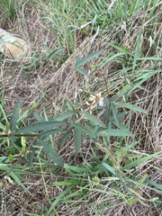 Desmodium sessilifolium