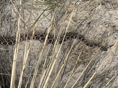 Sistrurus tergeminus