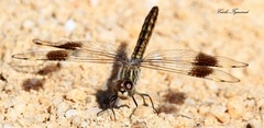 Brachythemis impartita