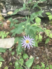 Symphyotrichum anomalum