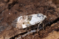 Acontia lucida