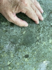 Lecanoromycetes