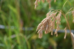 Bromus