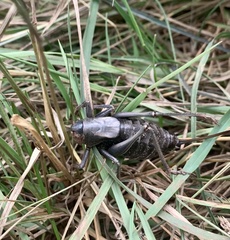 Anabrus simplex