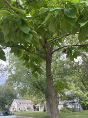 Catalpa