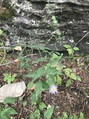 Symphyotrichum anomalum