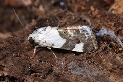 Acontia lucida