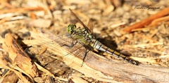 Orthetrum cancellatum