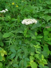 Achillea millefolium borealis