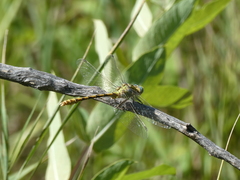 Ophiogomphus severus