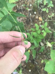 Symphyotrichum anomalum