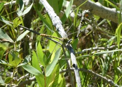 Ophiogomphus severus