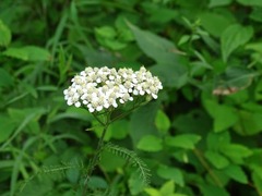 Achillea millefolium borealis