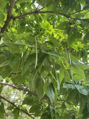 Catalpa