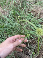 Cyperus lupulinus
